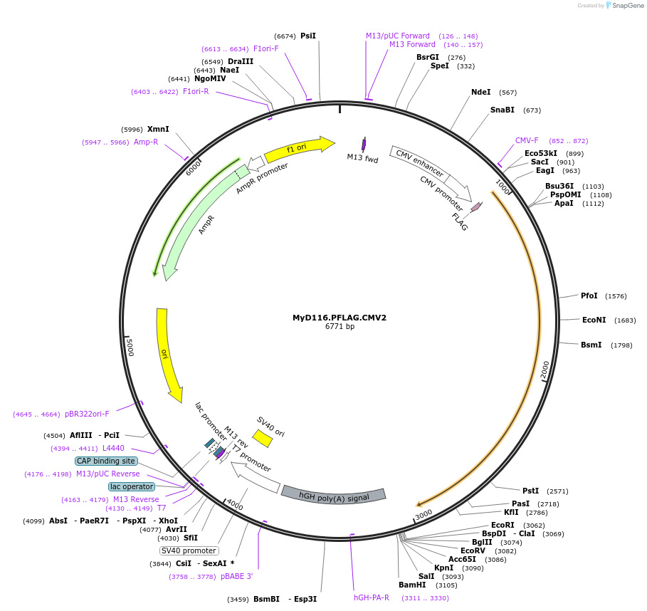 21834-plasmid-map-sequence-id-239464