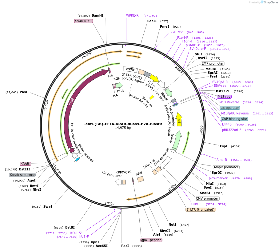 118154-plasmid-map-sequence-id-239465