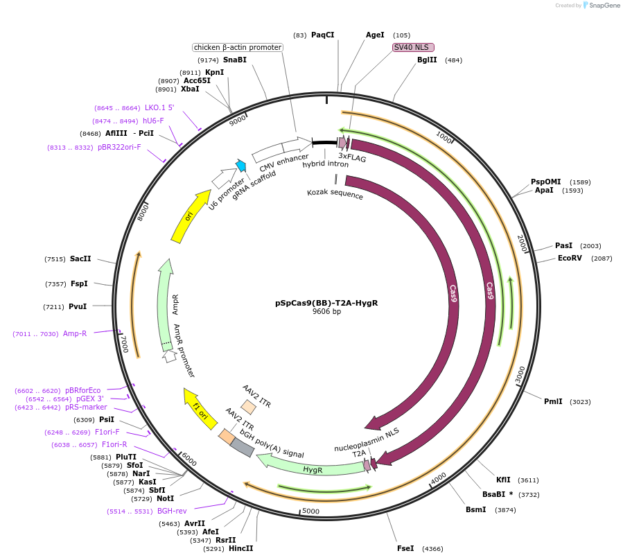118153-plasmid-map-sequence-id-239469