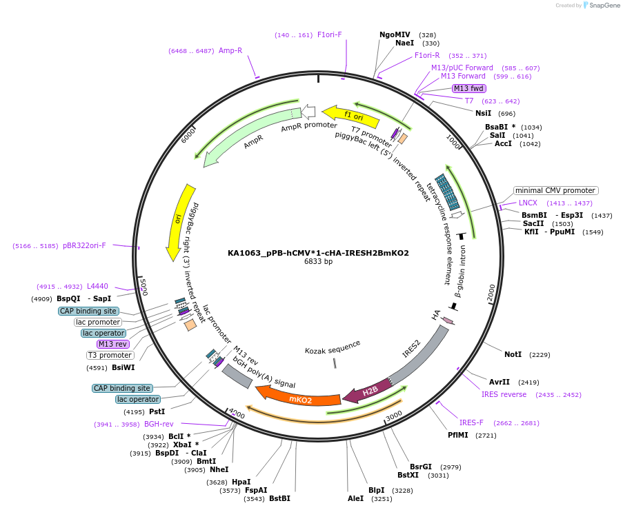 124169-plasmid-map-sequence-id-239470