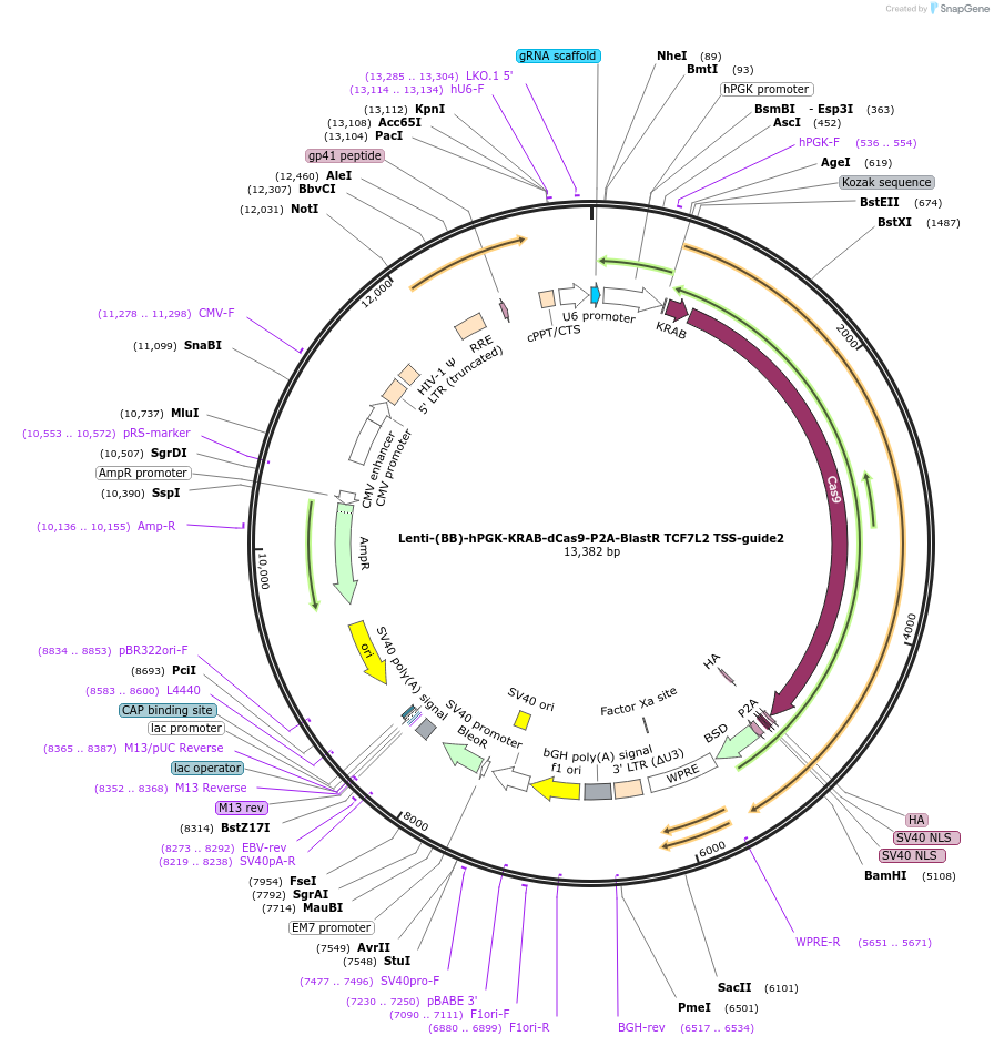 118170-plasmid-map-sequence-id-239471