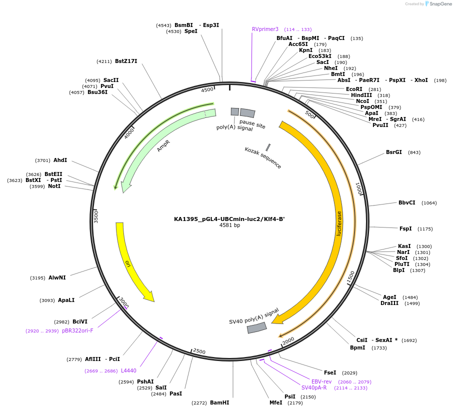 124186-plasmid-map-sequence-id-239483