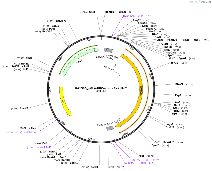 124187-plasmid-map-sequence-id-239489