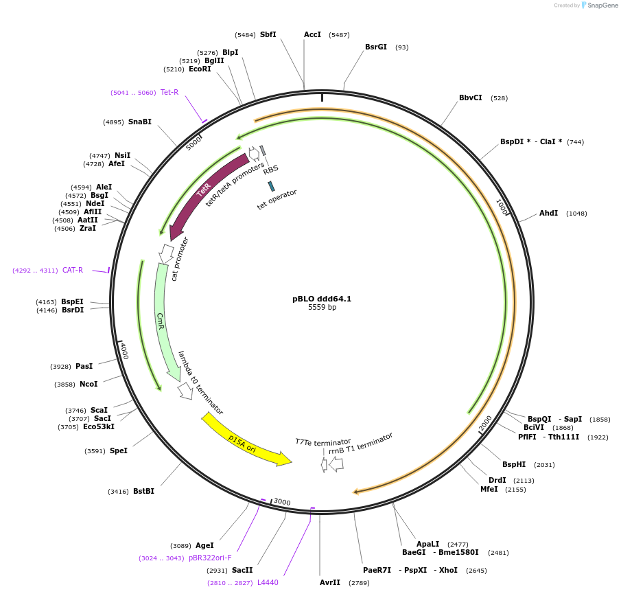 123121-plasmid-map-sequence-id-239492