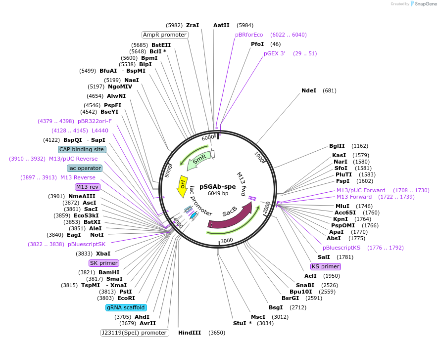 122000-plasmid-map-sequence-id-239493