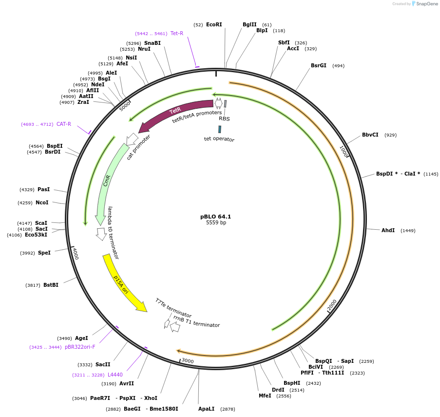 123120-plasmid-map-sequence-id-239496