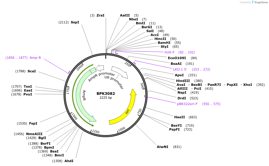 78742-plasmid-map-sequence-id-239497