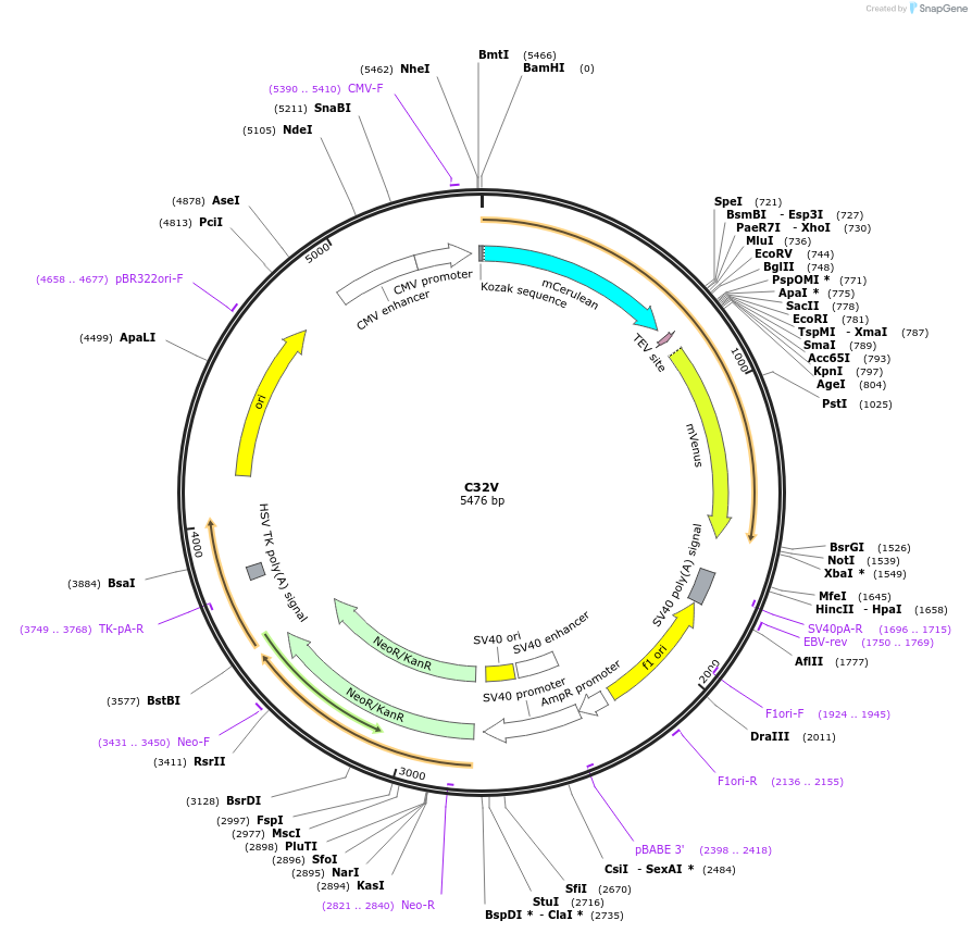 26396-plasmid-map-sequence-id-239498