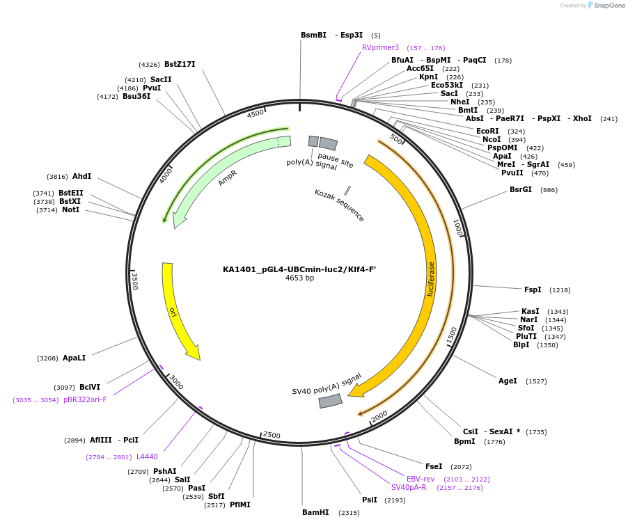 124188-plasmid-map-sequence-id-239520