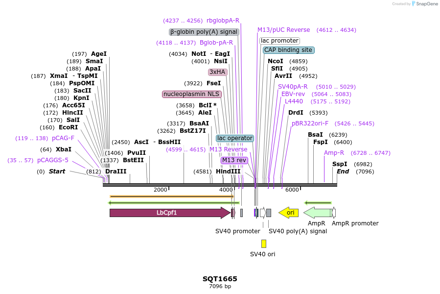 239521_map
