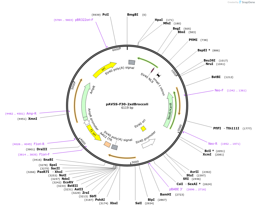 66845-plasmid-map-sequence-id-239522