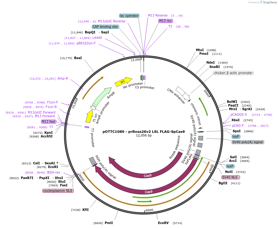 113163-plasmid-map-sequence-id-239523