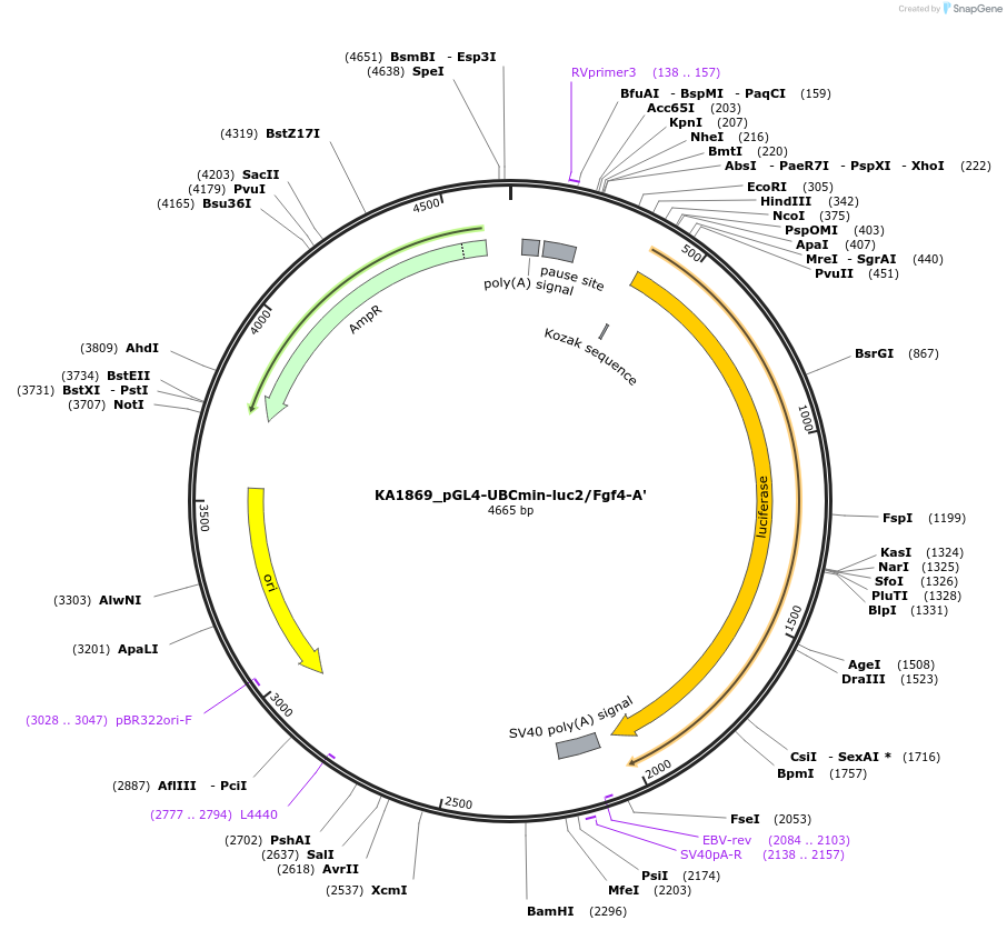 124195-plasmid-map-sequence-id-239530