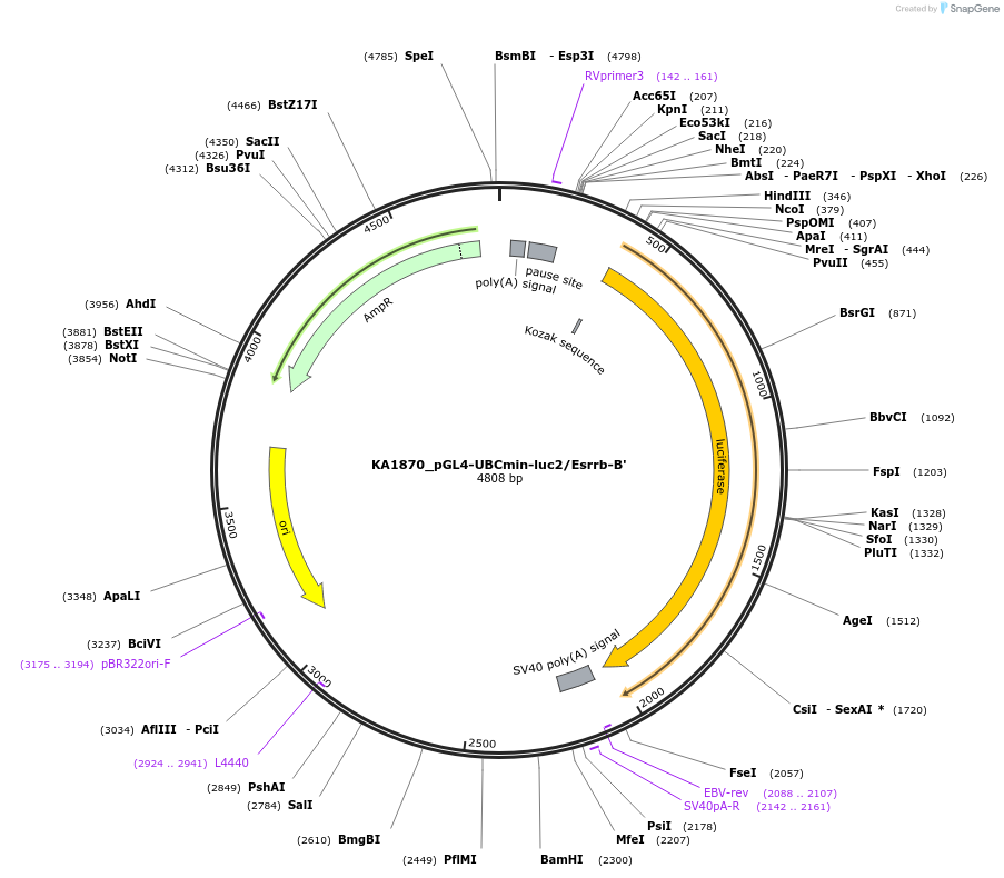124196-plasmid-map-sequence-id-239531