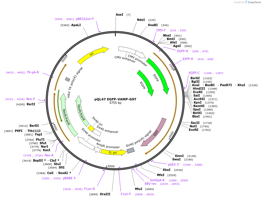 122971-plasmid-map-sequence-id-239534
