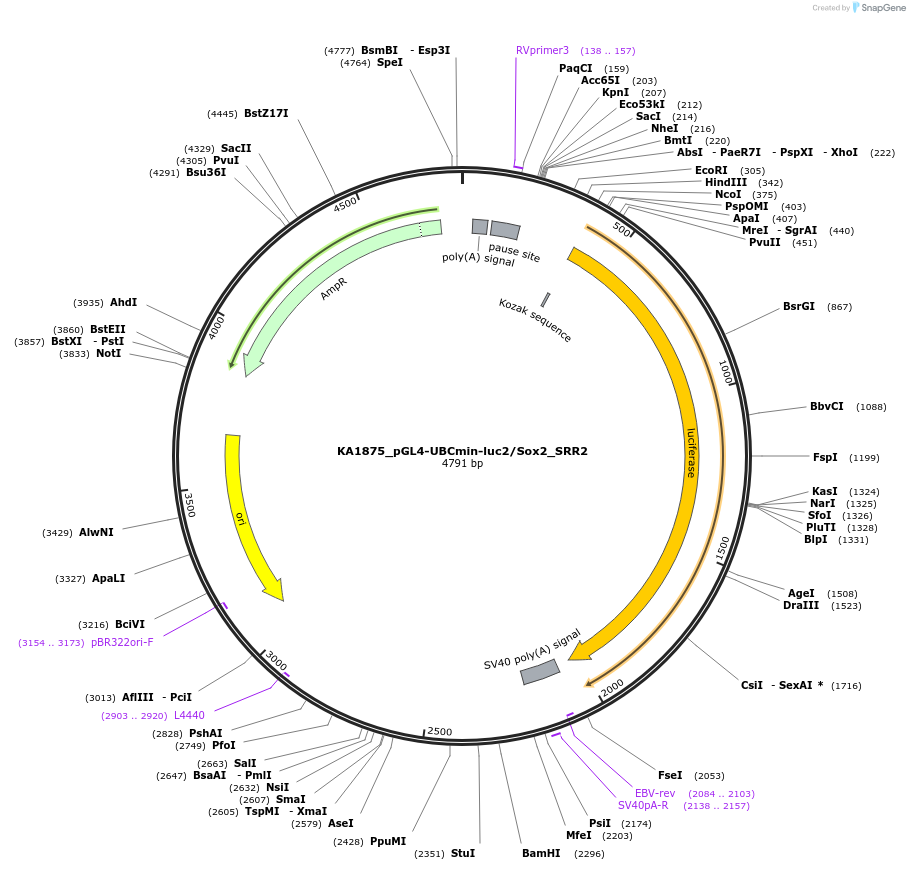 124198-plasmid-map-sequence-id-239537