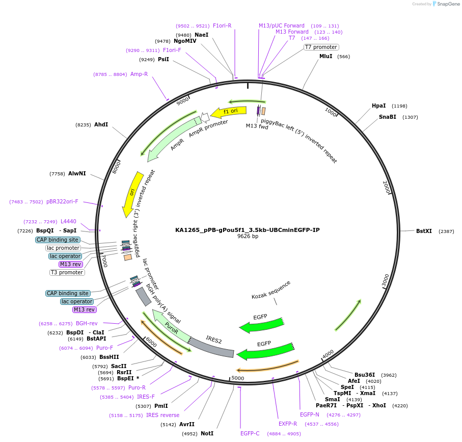 124180-plasmid-map-sequence-id-239539