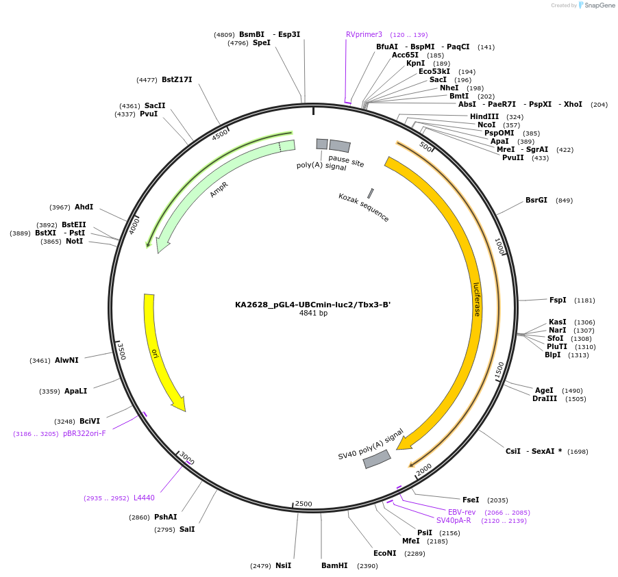 124201-plasmid-map-sequence-id-239546
