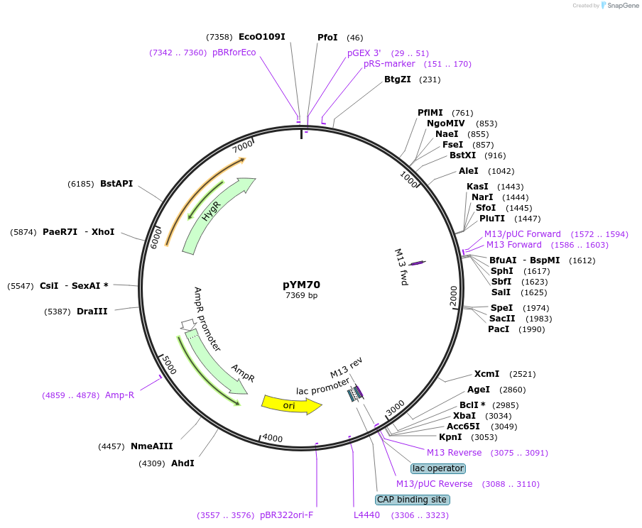 119922-plasmid-map-sequence-id-239573