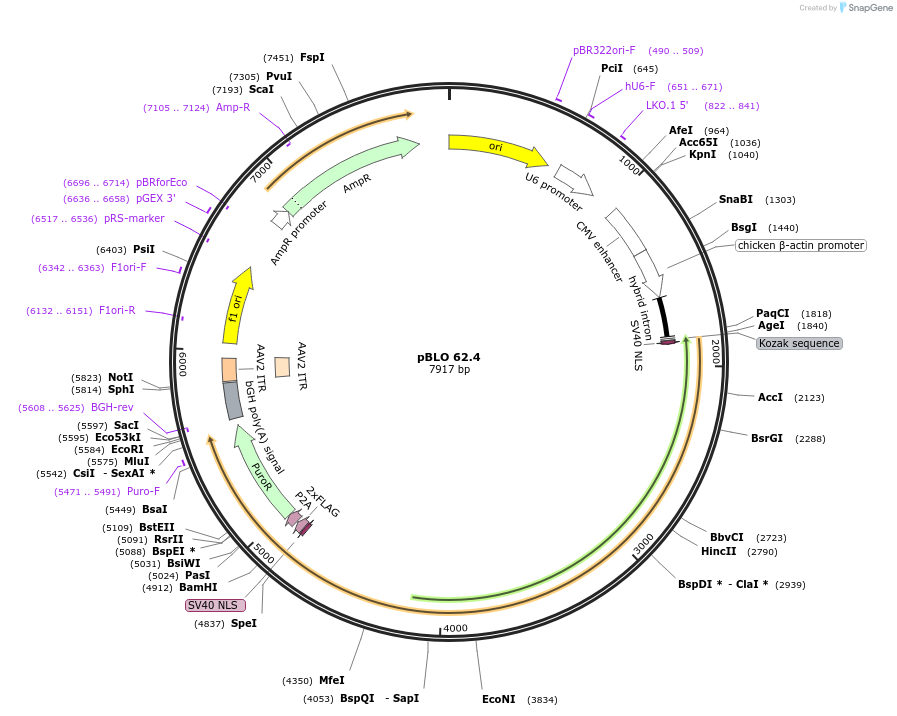 123123-plasmid-map-sequence-id-239575