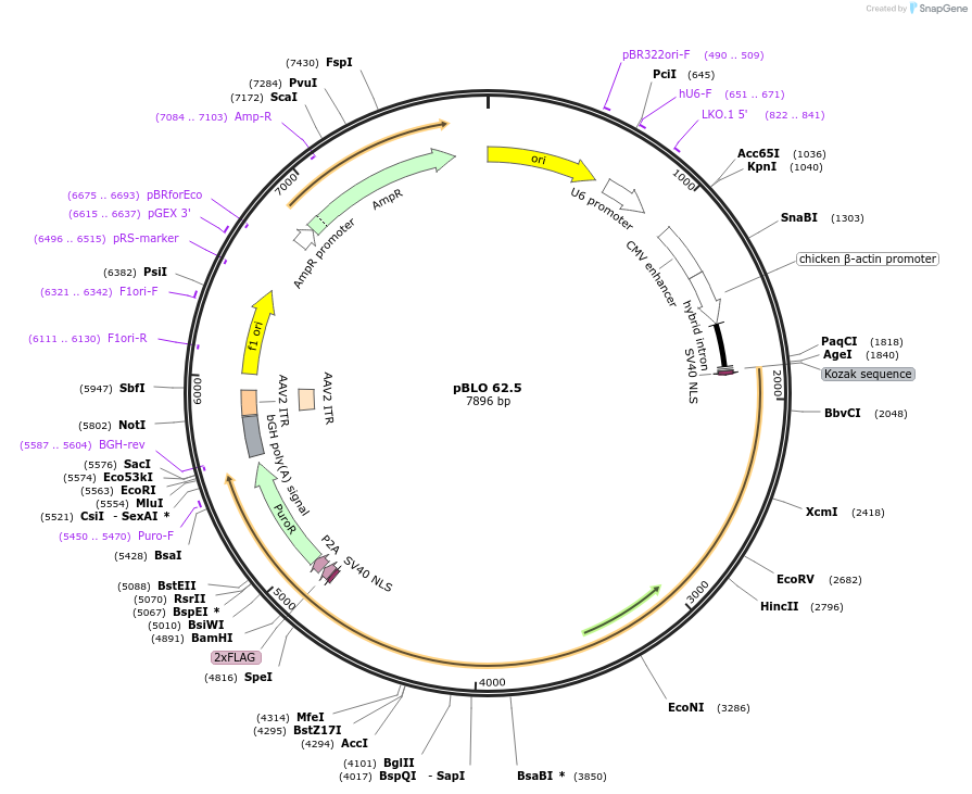 123124-plasmid-map-sequence-id-239576