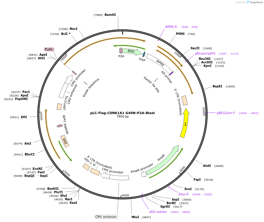 123321-plasmid-map-sequence-id-239599