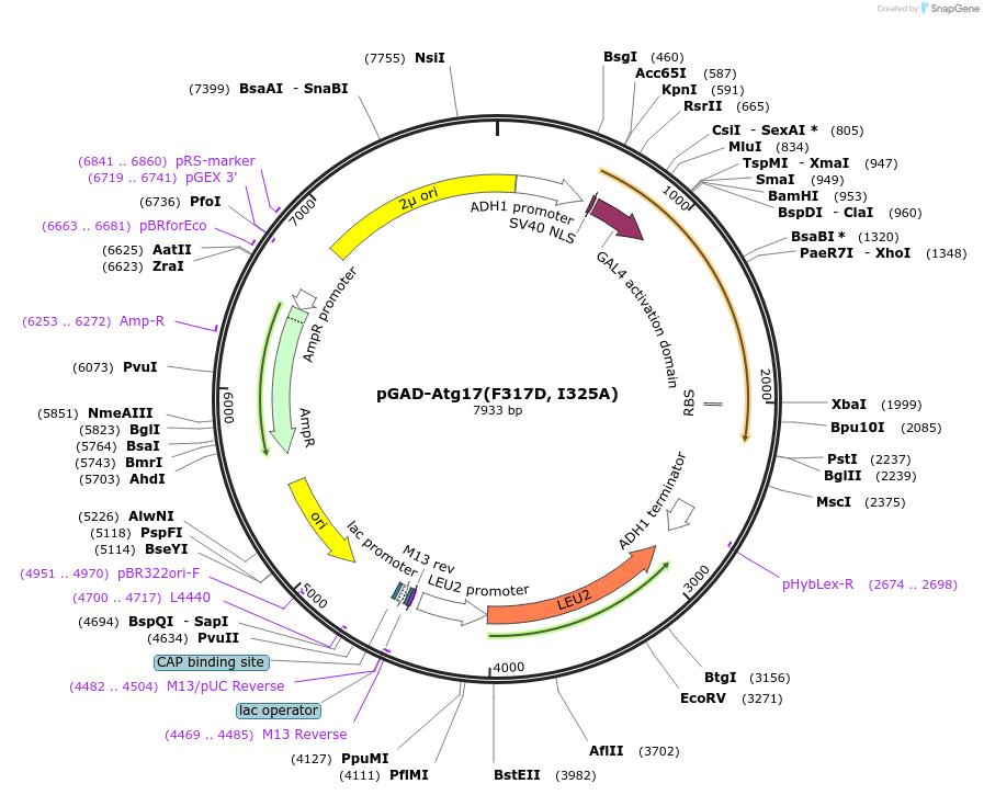 122273-plasmid-map-sequence-id-239638