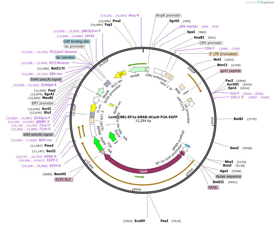 118156-plasmid-map-sequence-id-239644