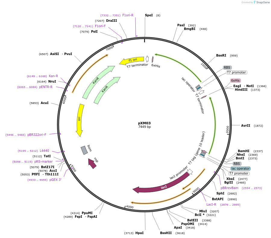 121150-plasmid-map-sequence-id-239709