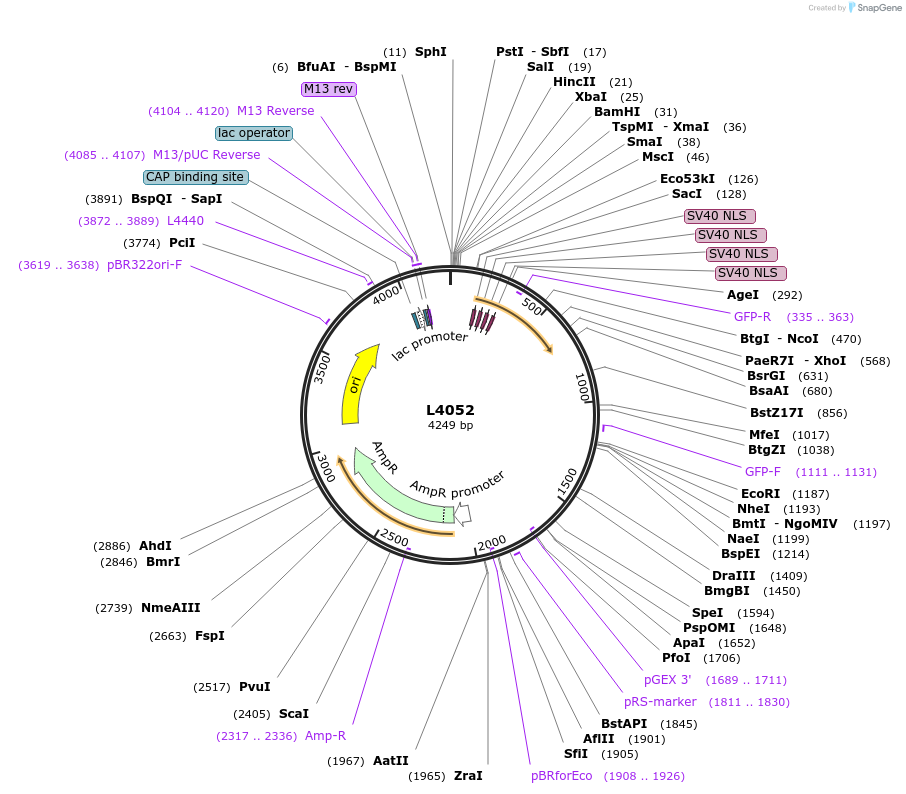 1630-plasmid-map-sequence-id-240
