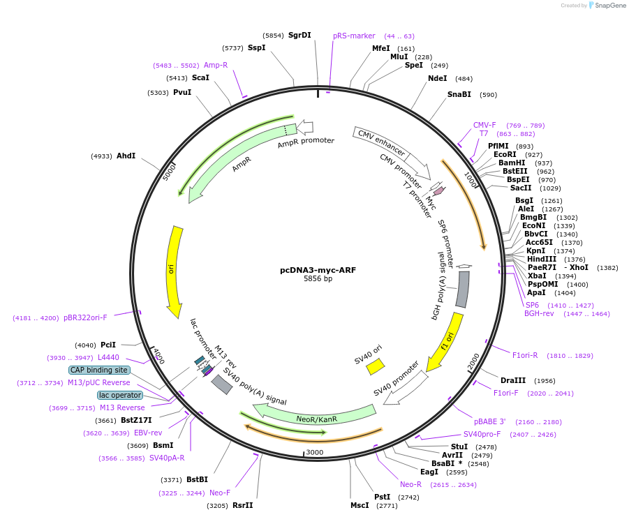 19930-plasmid-map-sequence-id-240216