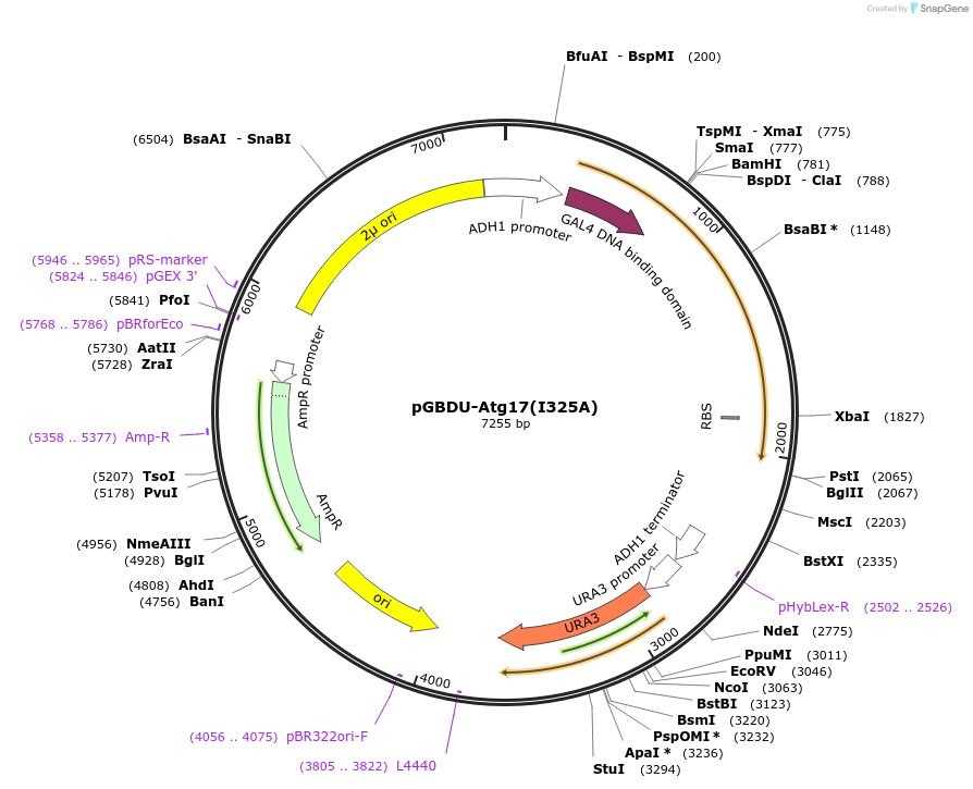 122274-plasmid-map-sequence-id-240225