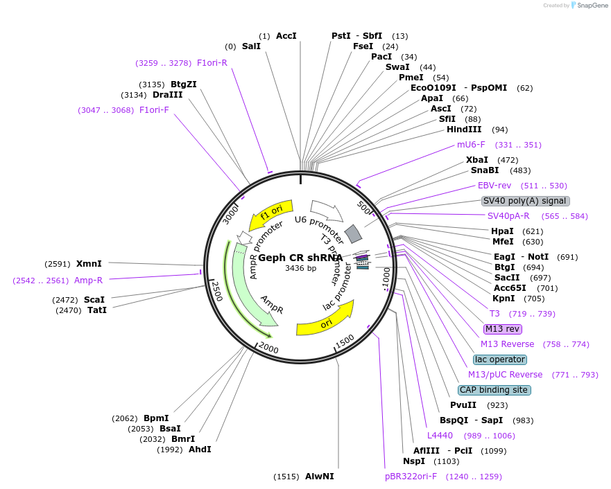 121068-plasmid-map-sequence-id-240236
