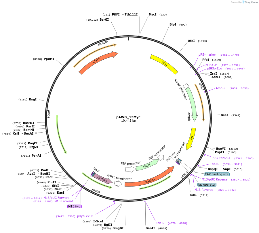 110232-plasmid-map-sequence-id-240240