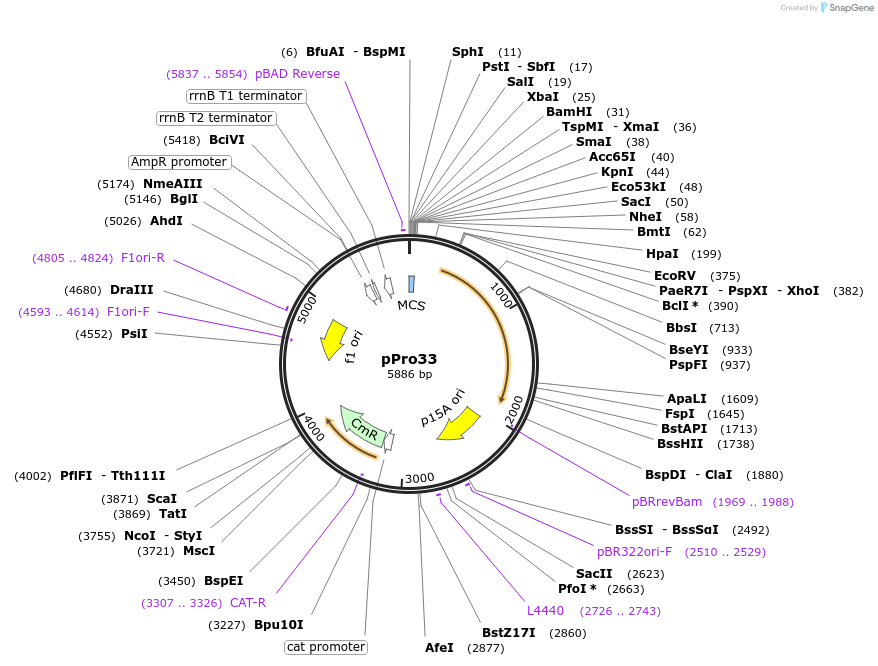 17810-plasmid-map-sequence-id-240244