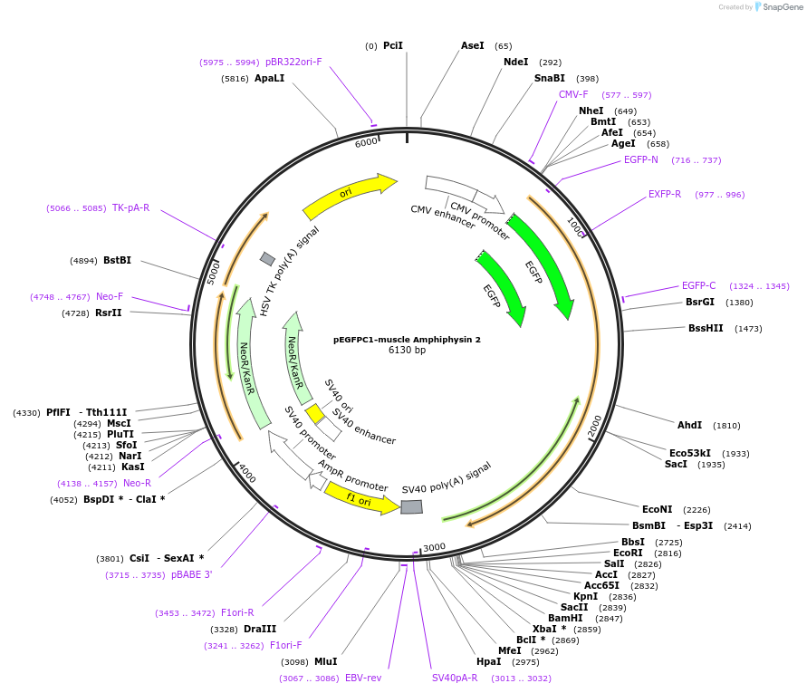 22213-plasmid-map-sequence-id-240247