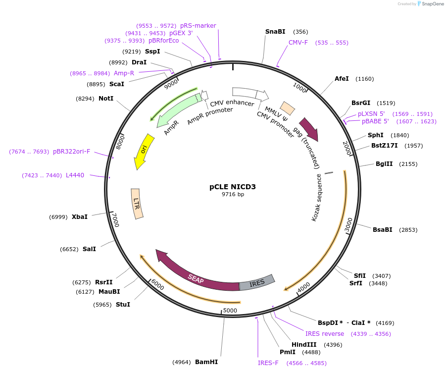 26894-plasmid-map-sequence-id-240252