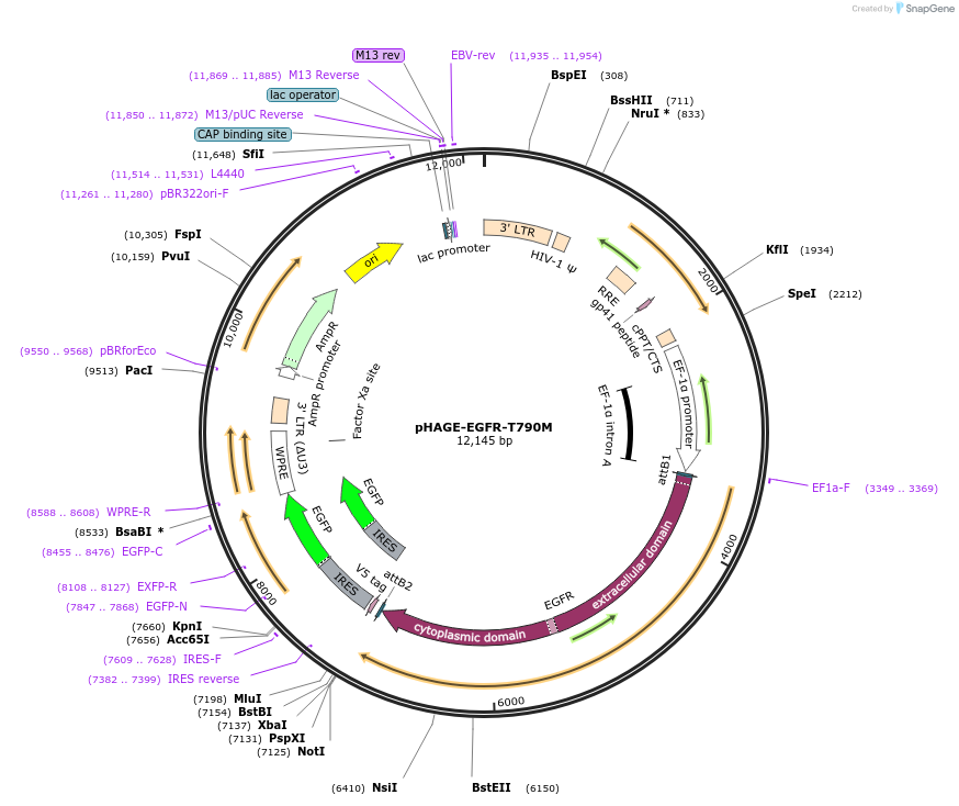 116310-plasmid-map-sequence-id-240253