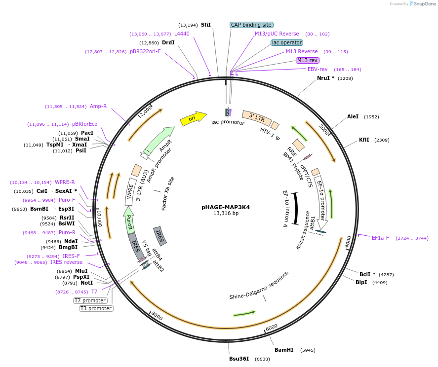 116759-plasmid-map-sequence-id-240259