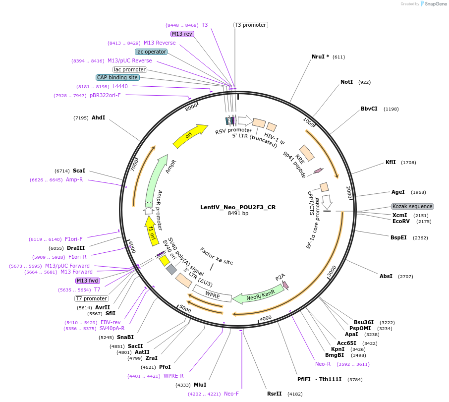 122175-plasmid-map-sequence-id-240261