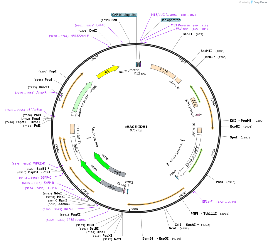 116751-plasmid-map-sequence-id-240262
