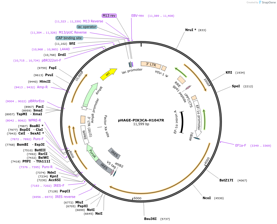 116500-plasmid-map-sequence-id-240263