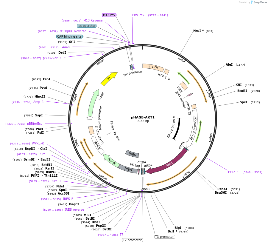 116710-plasmid-map-sequence-id-240264