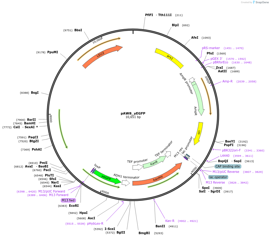 110229-plasmid-map-sequence-id-240266