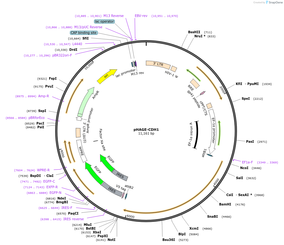 116722-plasmid-map-sequence-id-240267