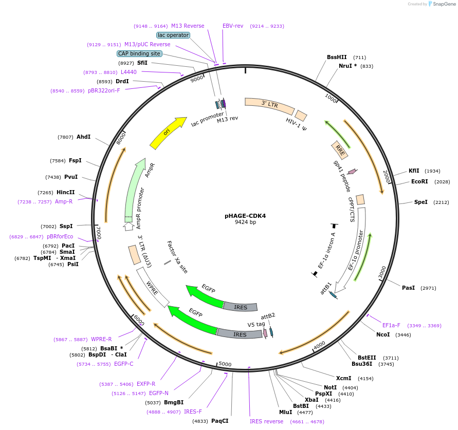 116724-plasmid-map-sequence-id-240268