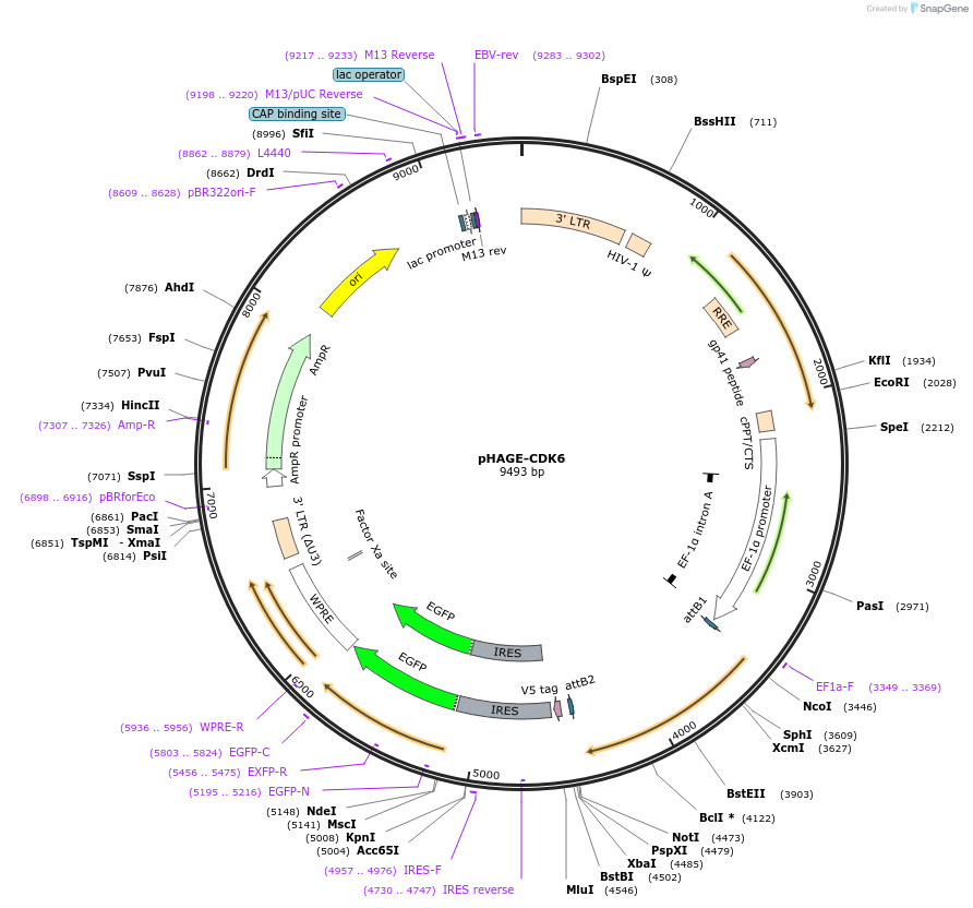 116725-plasmid-map-sequence-id-240269