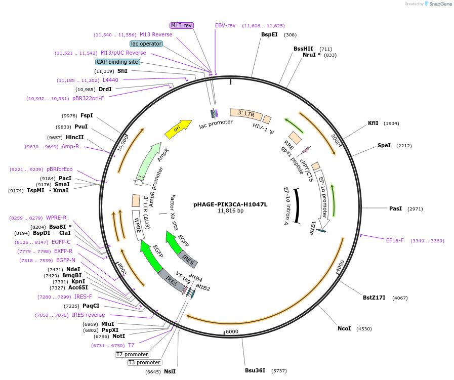 116499-plasmid-map-sequence-id-240315