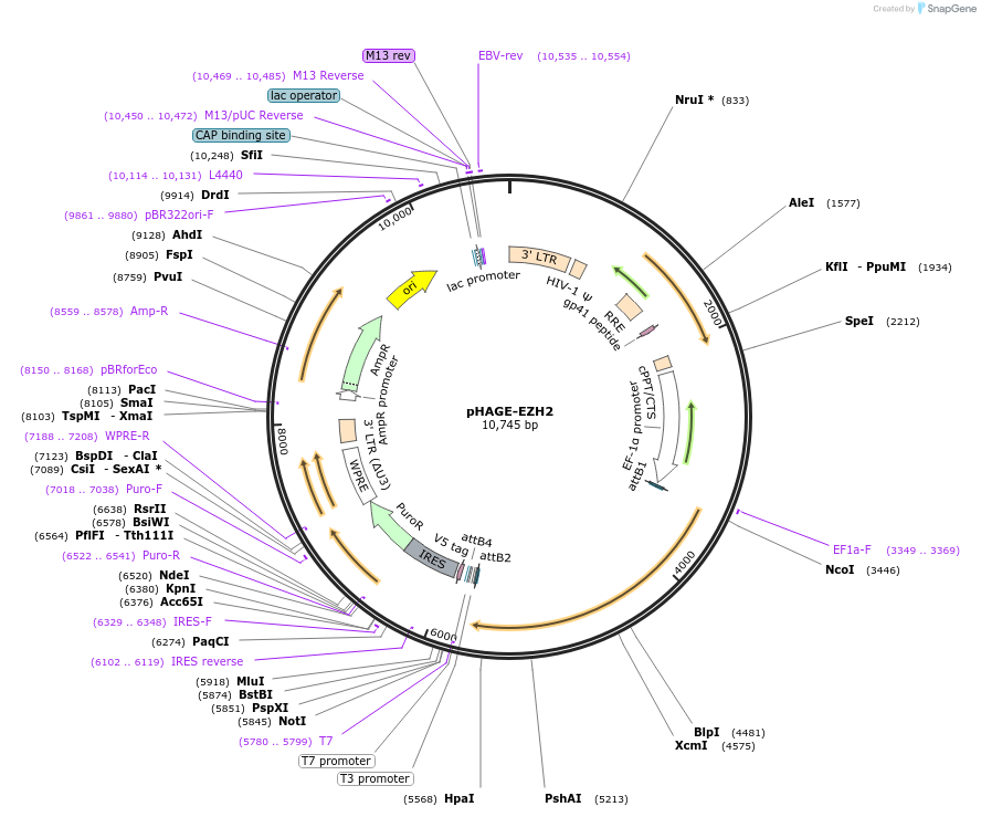 116738-plasmid-map-sequence-id-240317