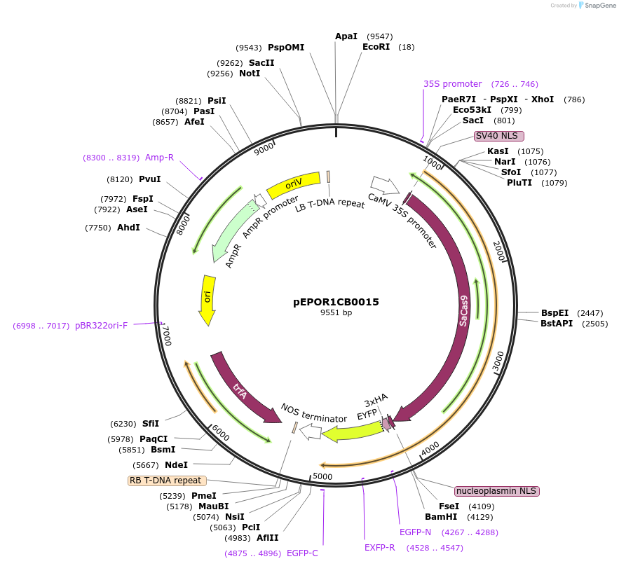 117551-plasmid-map-sequence-id-240321